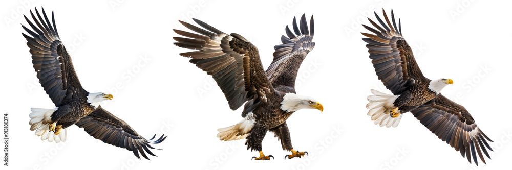 Set of side view of A majestic bald eagle with wings spread wide isolated on transparent background Set of side view of A majestic bald eagle with wings spread wide isolated on transparent background