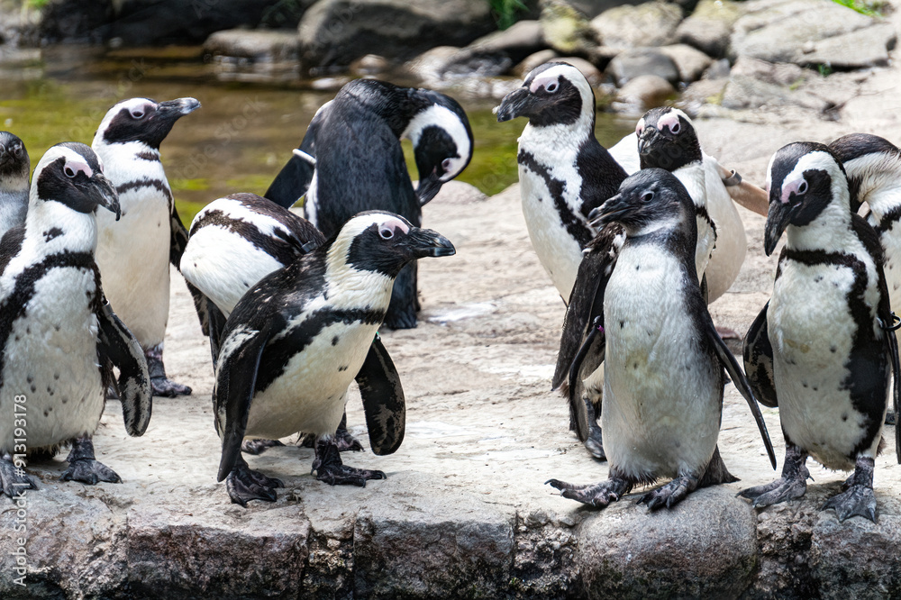 Obraz premium Colony of penguins on the background of rocks