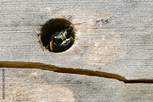 Grabwespe // Square-headed wasp (Ectemnius spec. / Ectemnius cf. continuus) in einem Insektenhotel photo