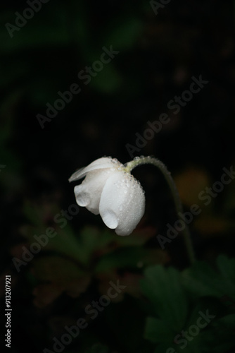 A close-up of a white flower bud covered in dew photo