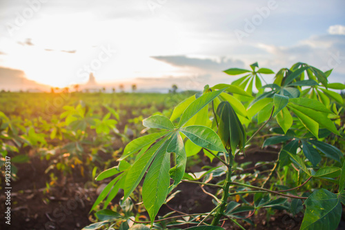  Cassava plantation and soft sunlight in the evening.