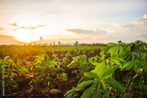 Cassava plantation and soft sunlight in the evening.