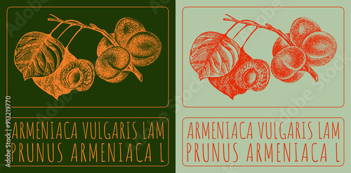 Vector drawing ARMENIACA VULGARIS LAM. Hand drawn illustration. Latin name is PRUNUS ARMENIACA L.
