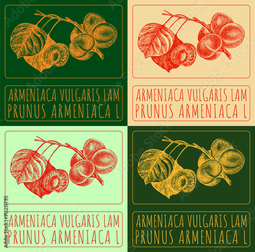 Set of vector drawing ARMENIACA VULGARIS LAM in various colors. Hand drawn illustration. Latin name is PRUNUS ARMENIACA L.
