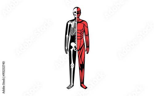 Skeleton with muscles