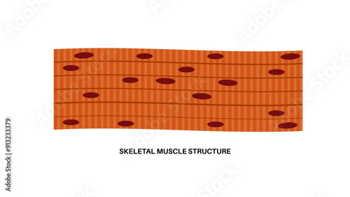 Skeletal muscle tissue