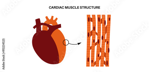 Cardiac muscle tissue