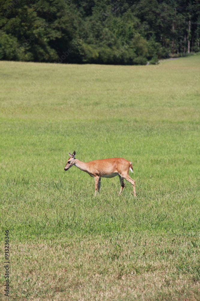 Deer Contemplating Grazing In A Field In Summer Deer Contemplating Grazing In A Field In Summer