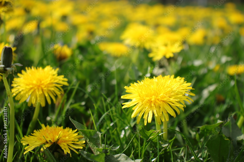 Blooming yellow dandelions on a green field. Flowers close-up. Postcard with macro and copy space Blooming yellow dandelions on a green field. Flowers close-up. Postcard with macro and copy space