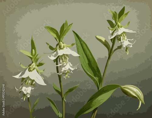 Antique botany illustration: Broad Leaved Helleborine, Epipactis latifolia
 photo