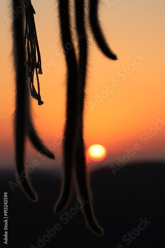 This plant has the best view