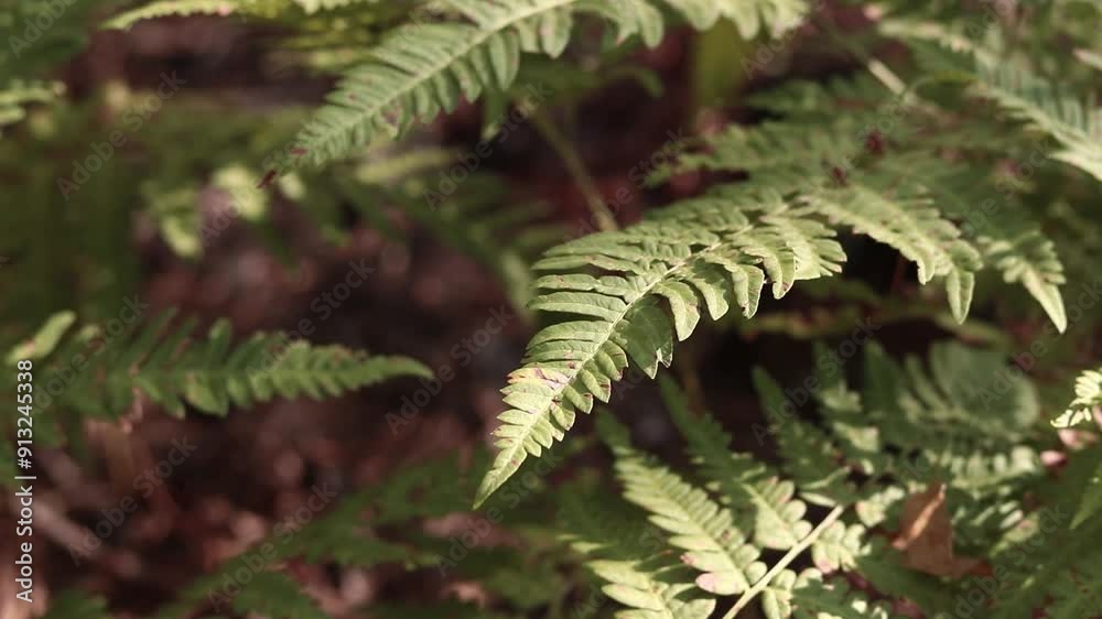Fern in the forest, leaves close-up. Natural background. Green fern leaves in summer. Muted tones of the video. Damaged fern leaves