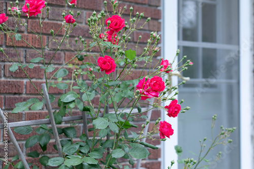 roses on house