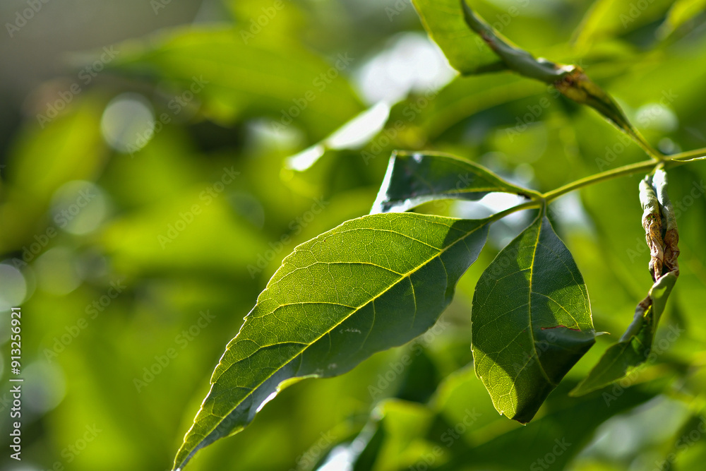 Green leafs in the sumer light