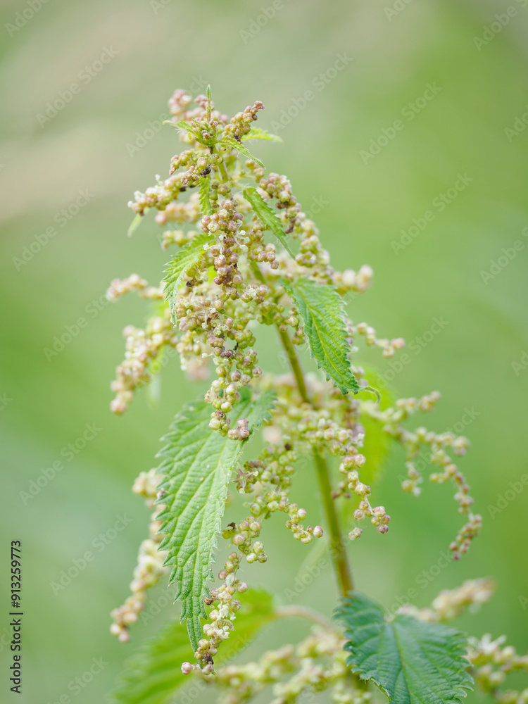 Nettle flowers in detail on the plant.