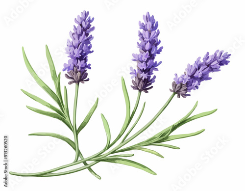 Two sprigs of lavender flowers isolated on a white background 