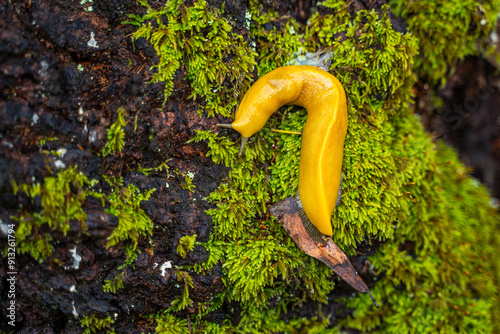 Close-up of Banana slug (Ariolimax columbianus)  photo