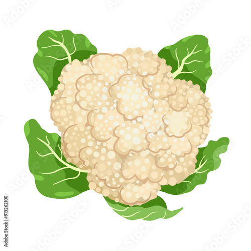 Fresh raw cauliflower with leaves. Healthy food plant. Colored flat vector illustration of vegetable isolated on white background