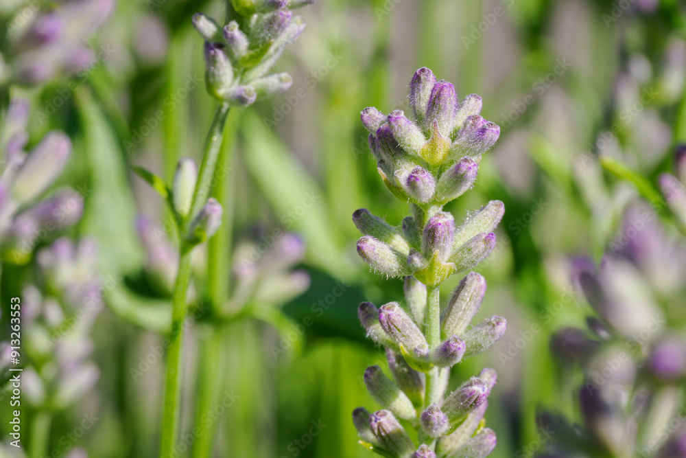 Macro detail of lavender flower buds. Macro detail of lavender flower buds.
