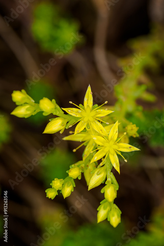 Macro detail of yellow rockrose flower. photo