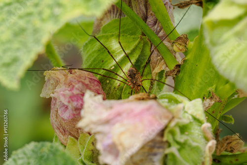 Legged woodpecker spider on a green leaf. photo