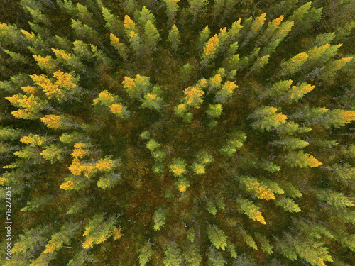 Drone shot, Larches (Larix) with autumnal yellow coloration in wetland, Sodankylä, Lappi, Finland, Europe