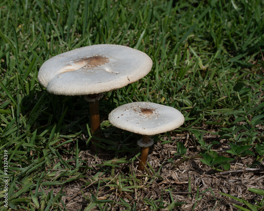 Two green-spore poison parasol mushrooms with white and light brown caps grow wild in green grass. Two green-spore poison parasol mushrooms with white and light brown caps grow wild in green grass.