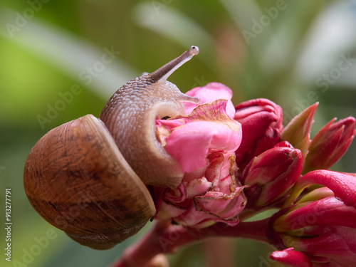 snail on a flower
