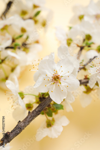 Fototapeta Naklejka Na Ścianę i Meble -  Blooming branches on beige background, closeup