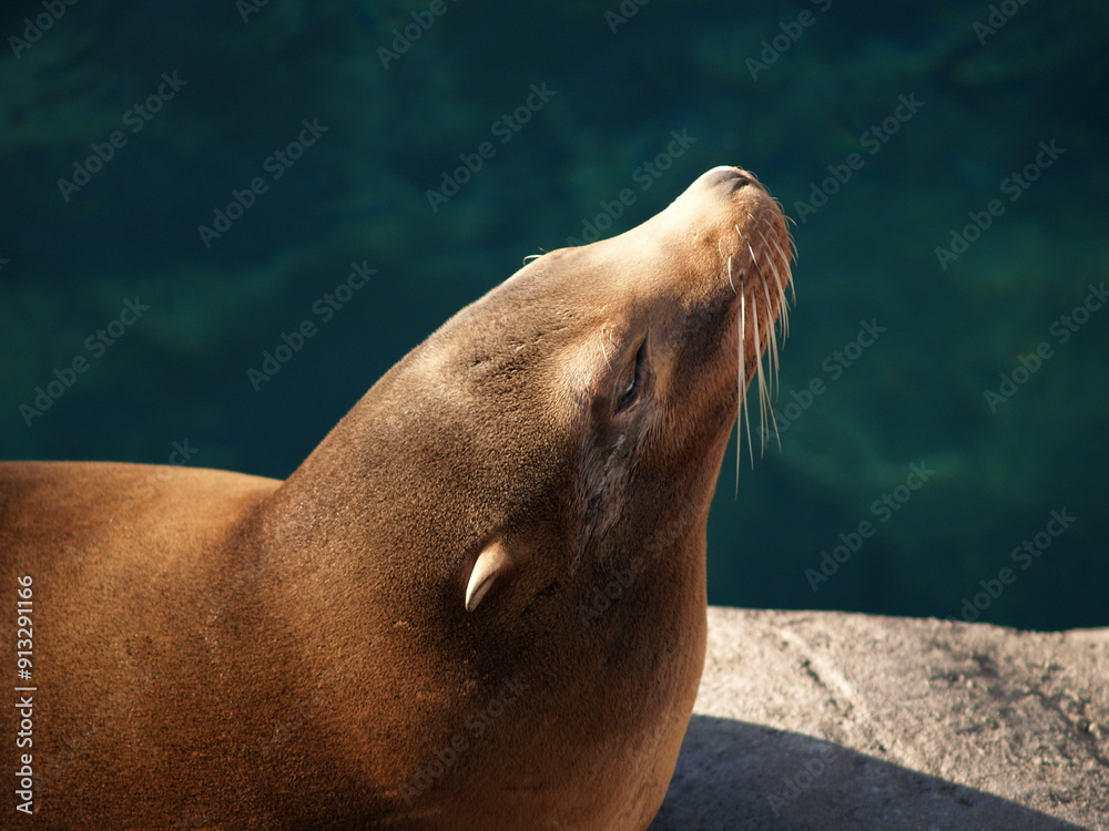 Obraz premium Sea Lion on a sea wall
