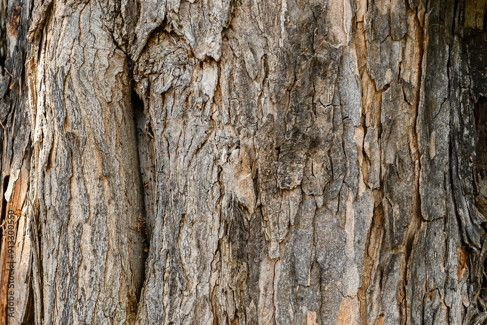 Tree bark texture. London, UK, 19 June 2024. Tree bark texture. London, UK, 19 June 2024.