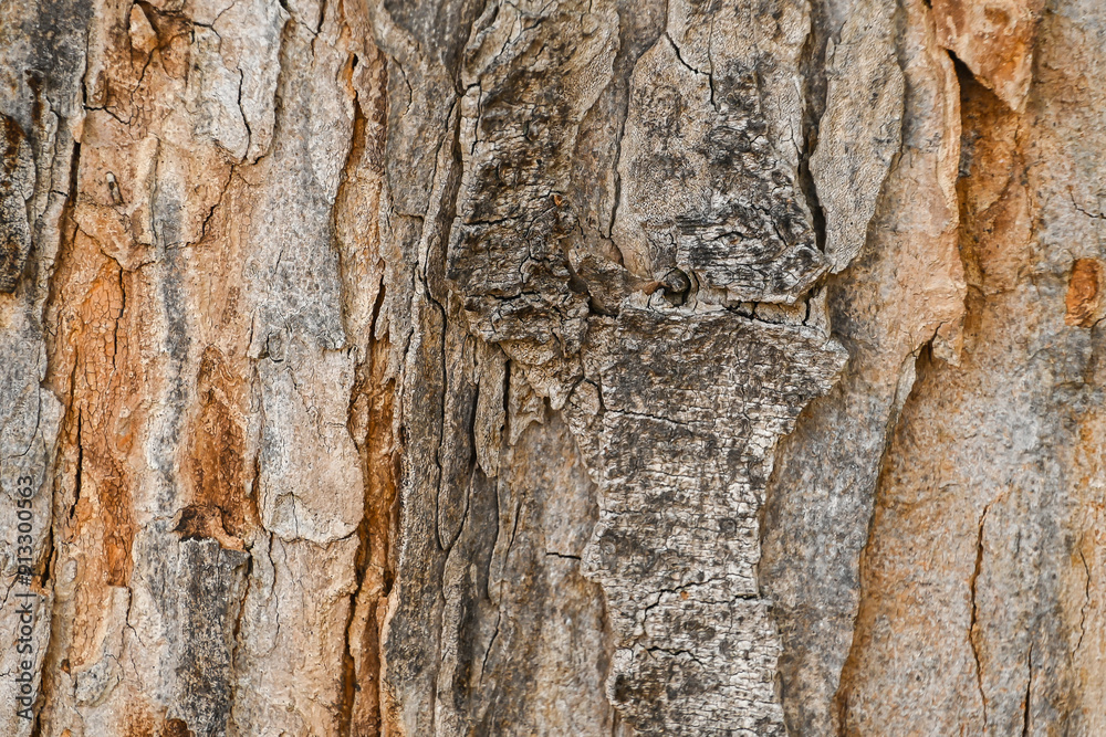 Tree bark texture. London, UK, 19 June 2024. Tree bark texture. London, UK, 19 June 2024.
