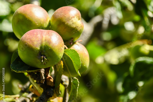 Green apples on a tree. Selective focus. ondon, UK, 19 June 2024 photo