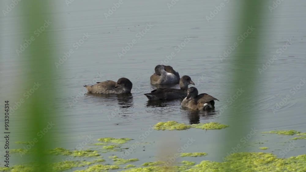 Video series of American Coot families on a lush Canadian lake in summer. Captures nesting, feeding, and chicks exploring the water. Perfect for nature and wildlife projects. Video series of American Coot families on a lush Canadian lake in summer. Captures nesting, feeding, and chicks exploring the water. Perfect for nature and wildlife projects.
