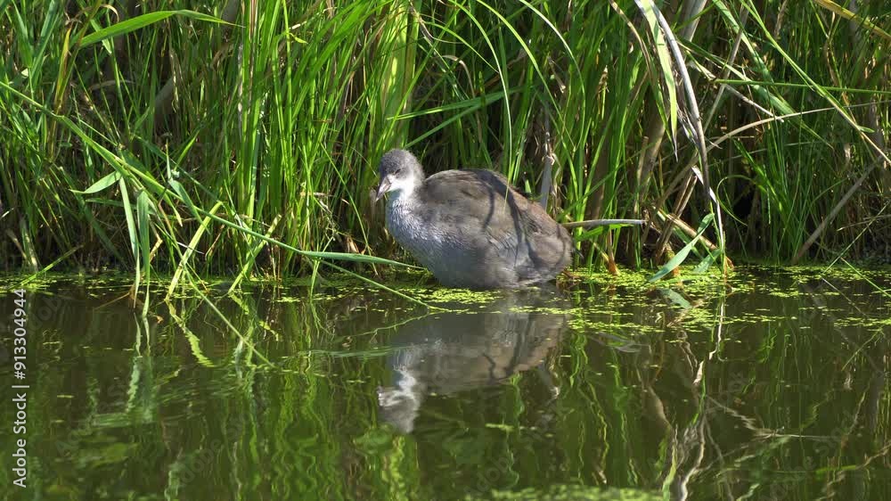 Video series of American Coot families on a lush Canadian lake in summer. Captures nesting, feeding, and chicks exploring the water. Perfect for nature and wildlife projects. Video series of American Coot families on a lush Canadian lake in summer. Captures nesting, feeding, and chicks exploring the water. Perfect for nature and wildlife projects.