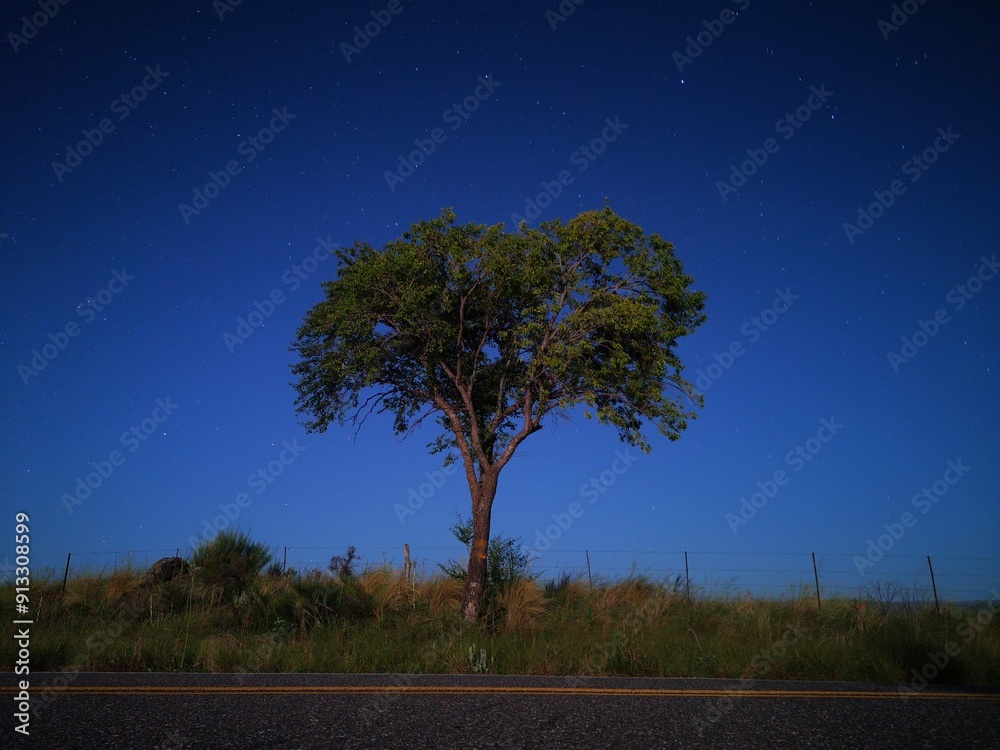 tree in the night over the hill tree in the night over the hill