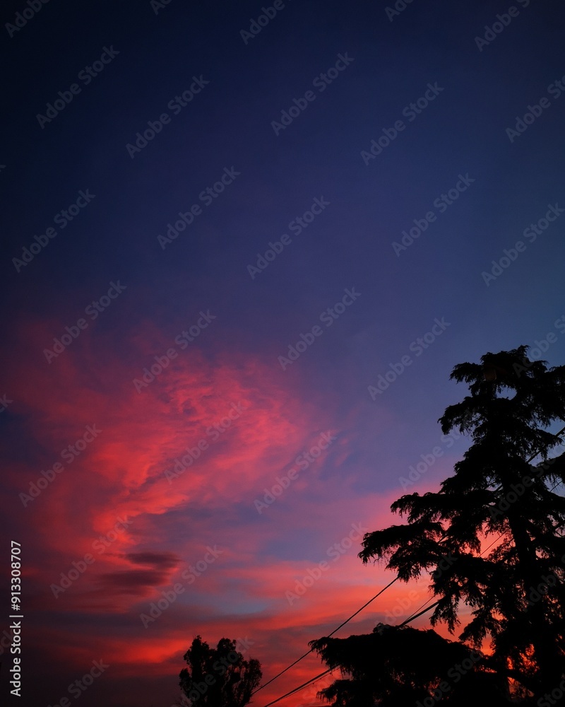 Fototapeta premium sunset and tree