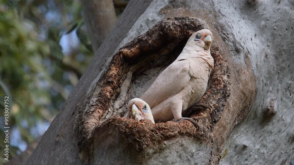 Two Australian adult Little Corellas -Cacatua sanguinea- perched gum tree hollow looking around copy space Two Australian adult Little Corellas -Cacatua sanguinea- perched gum tree hollow looking around copy space