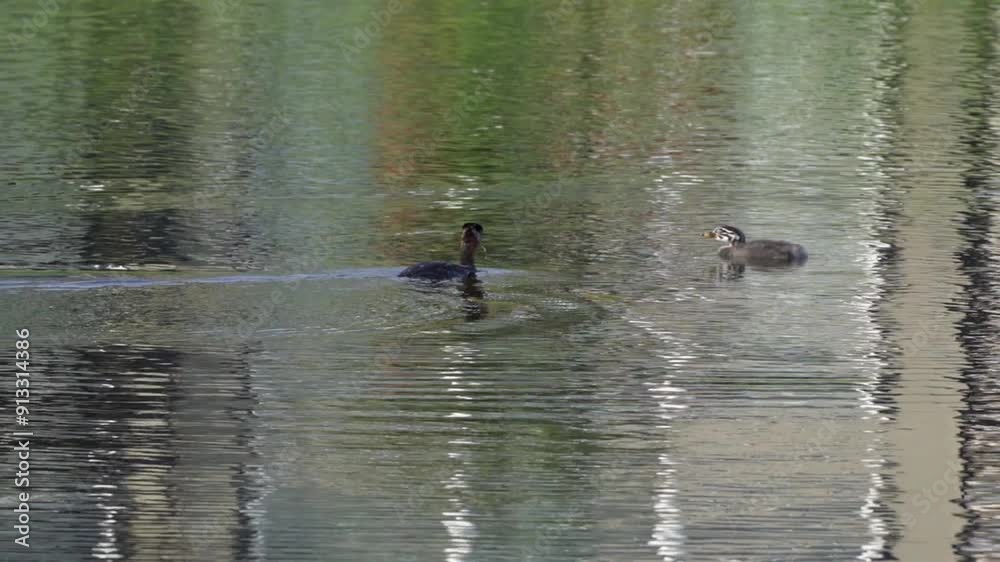 Video series of a Red-necked Grebe family feeding their chick on a lush Canadian lake in summer. Captures tender parenting moments in a serene natural habitat, ideal for nature and wildlife content.
Video series of a Red-necked Grebe family feeding their chick on a lush Canadian lake in summer. Captures tender parenting moments in a serene natural habitat, ideal for nature and wildlife content.