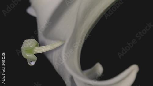 Tokyo, Japan -August 8, 2024: Closeup of pistil of Taiwan Lily or Formosa lily photo