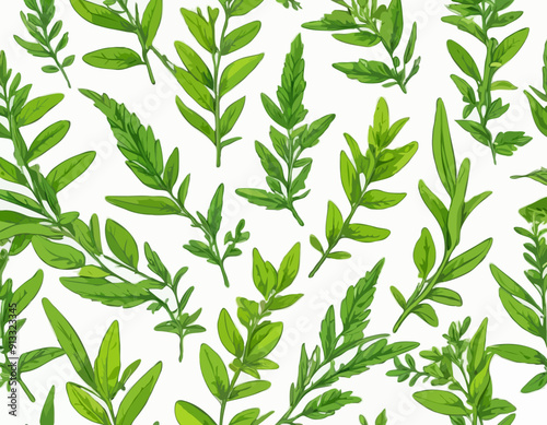 Vector lemon verbena plant. Medicinal, aromatic herb. Illustration of branch with green leaves in cartoon flat style.
