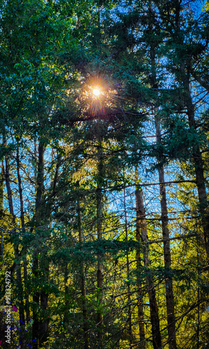 sun shining through trees