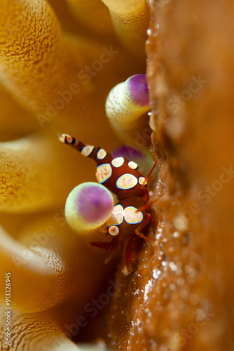 Sexy Shrimp Squat anemone shrimp on an anemone photo