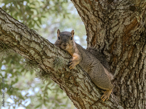 Close Up of Eastern Gray Squirrel Laying on a Live Oak Branch