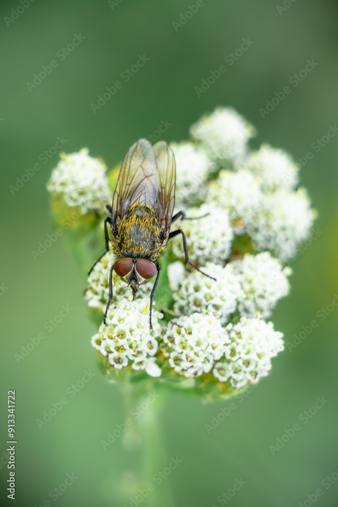 Fuzzy fly with big eyes pollinates white yarrow garden flower in macro close up nature photo Fuzzy fly with big eyes pollinates white yarrow garden flower in macro close up nature photo
