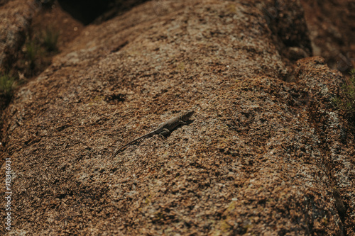 lizard