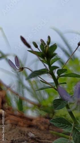 Cleome rutidosperma photo