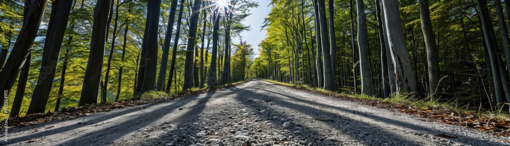 A serene forest pathway lined with tall trees, inviting exploration and connecting with nature under a bright, sunny sky. A serene forest pathway lined with tall trees, inviting exploration and connecting with nature under a bright, sunny sky.