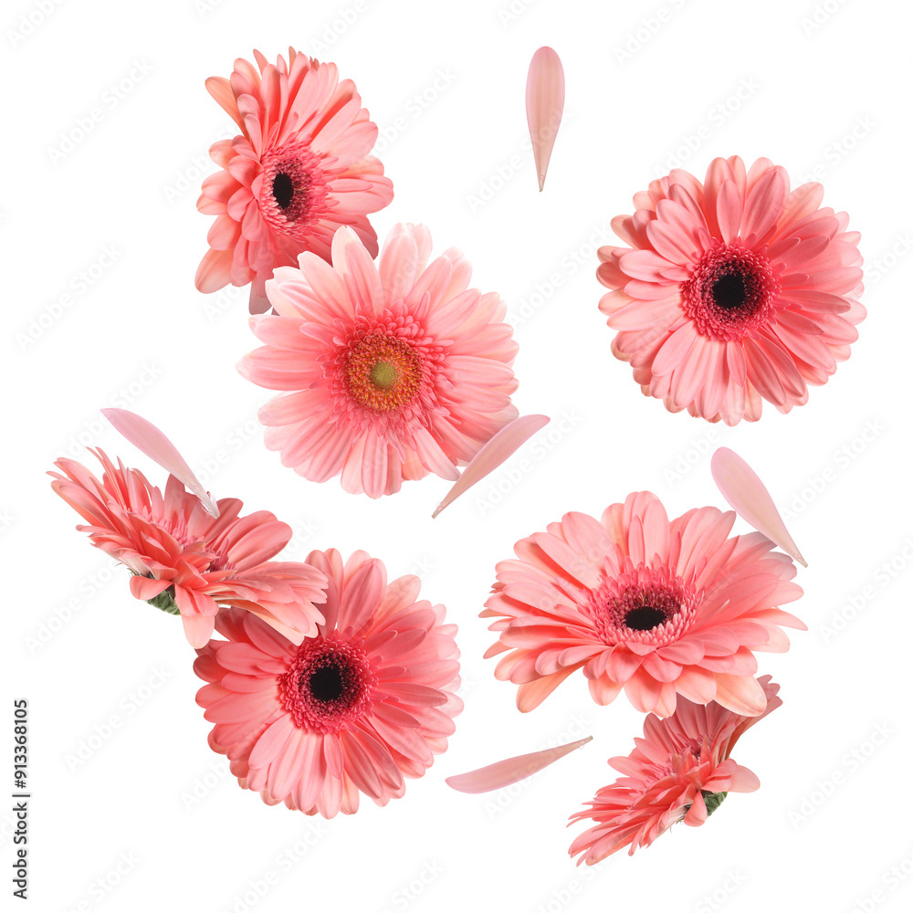 Pink gerbera flowers in air on white background Pink gerbera flowers in air on white background