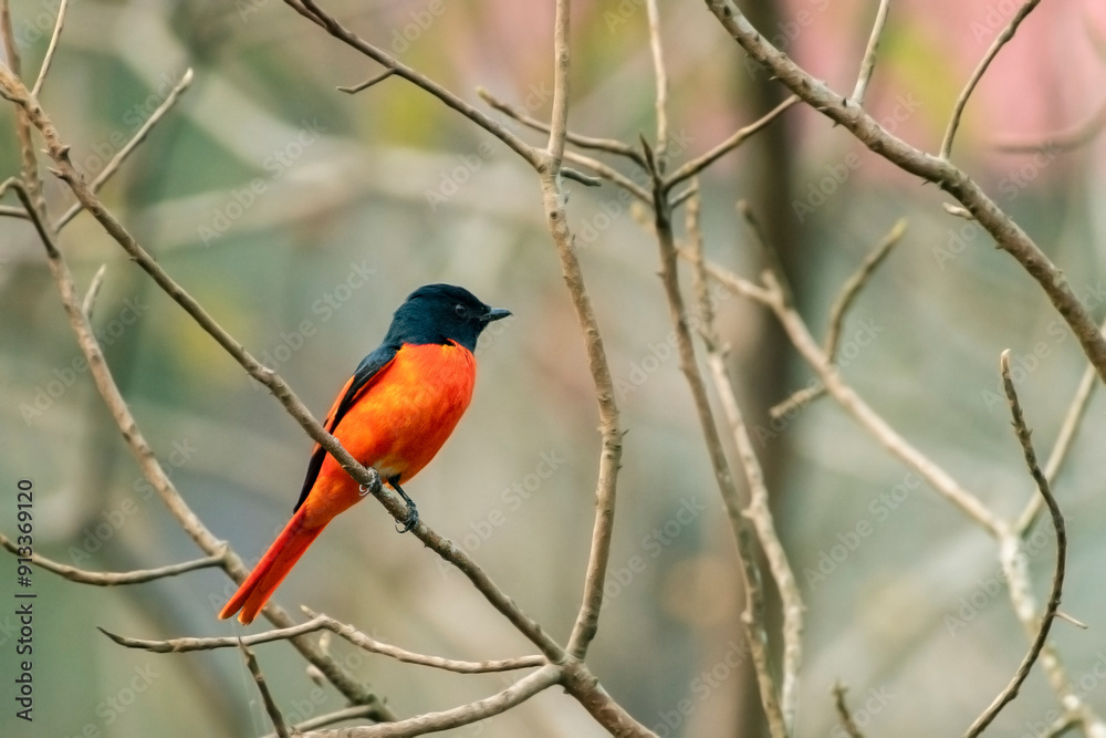 Long-tailed Minivet Bird on a Branch in Buxa Tiger Reserve Long-tailed Minivet Bird on a Branch in Buxa Tiger Reserve